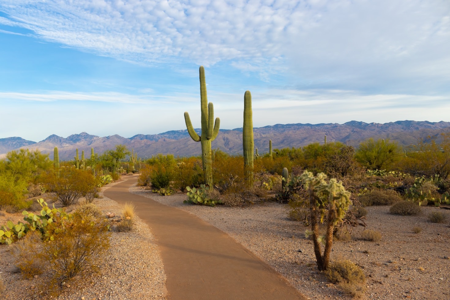 Why Sonoran Financial is Your Go-To Tax Expert